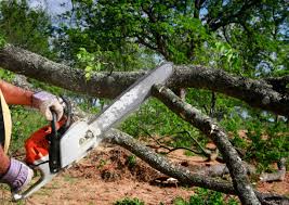 Best Tree Preservation Services  in Buhl, ID